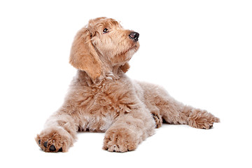 Image showing Labradoodle puppy