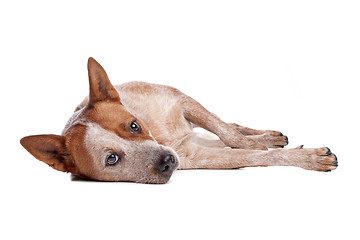 Image showing Australian Cattle Dog (red coat)