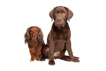 Image showing Dachshund and a chocolate labrador pup