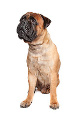 Image showing Bullmastiff