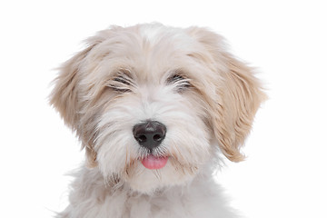 Image showing Tibetan Terrier