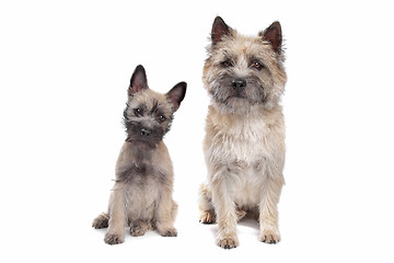 Image showing Puppy and adult cairn Terrier