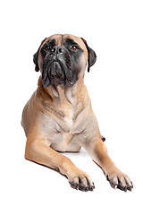 Image showing Bullmastiff