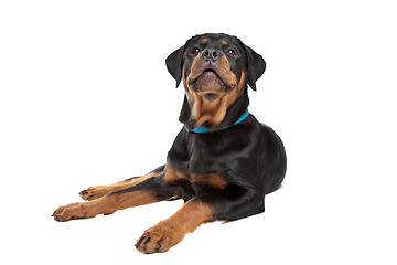 Image showing Young rottweiler