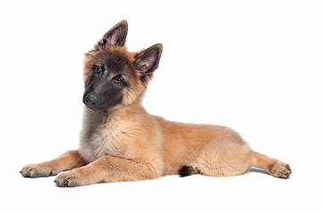 Image showing Belgian Shepherd (Tervuren) puppy