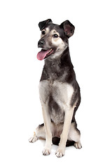 Image showing mixed breed dog