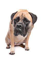 Image showing Bullmastiff