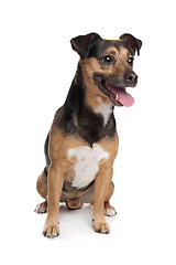 Image showing black and tan Jack Russel Terrier