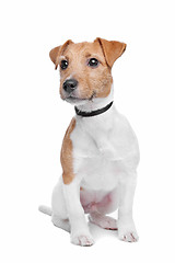 Image showing Jack Russel Terrier dog