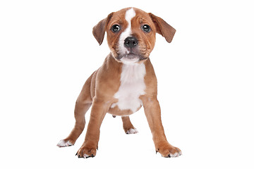 Image showing Staffordshire Bull Terrier puppy