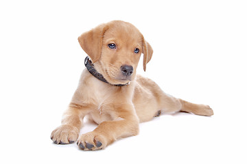 Image showing yellow Labrador retriever puppy