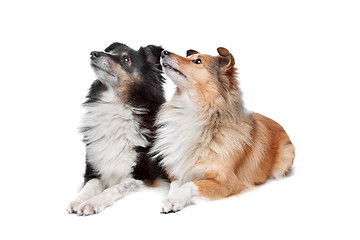 Image showing Shetland Sheepdog, Sheltie