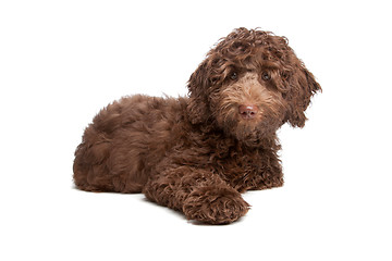 Image showing Labradoodle puppy