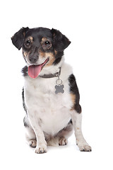 Image showing Jack Russel Terrier