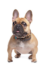 Image showing Beige French Bulldog