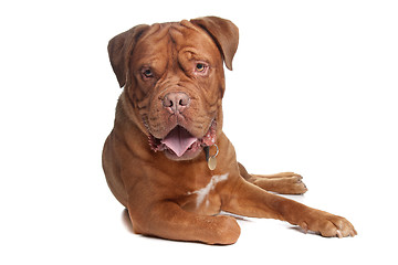 Image showing French mastiff