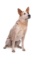 Image showing Australian Cattle Dog (red coat)