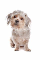 Image showing mixed breed dog