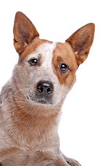 Image showing Australian Cattle Dog (red coat)