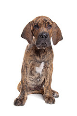 Image showing Brazilian Mastiff or Fila Brasileiro