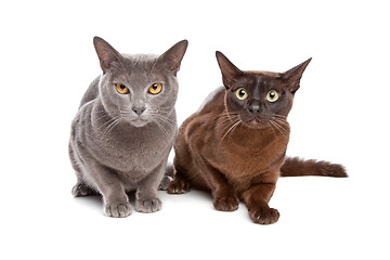 Image showing two Burmese cats