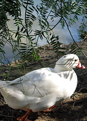 Image showing Duck alone. Nicosia. Cyprus