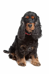 Image showing black and tan English cocker spaniel