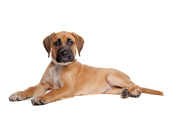 Image showing mixed breed puppy