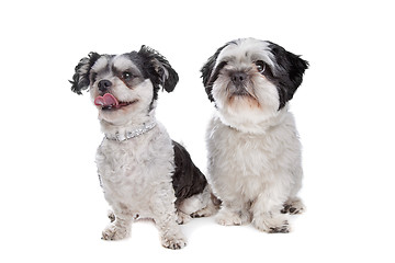 Image showing two mixed breed dogs