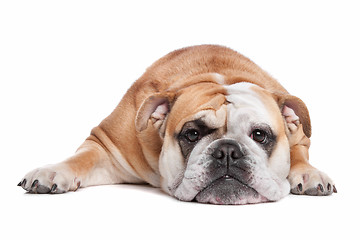 Image showing English bulldog