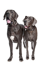 Image showing Two grey great Dane dogs