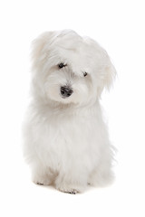 Image showing Maltese dog