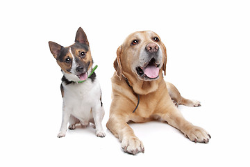 Image showing Labrador and jack russel terrier