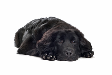 Image showing Black Tibetan Mastiff puppy