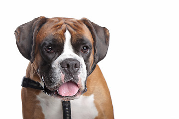 Image showing Boxer dog