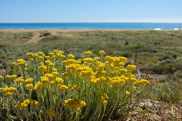 Image showing Spring beach