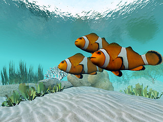 Image showing Clownfish