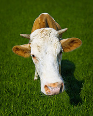 Image showing Funny cow on meadow - a close-up portrait