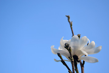 Image showing magnolia flower bloom buds on blue sky in spring 