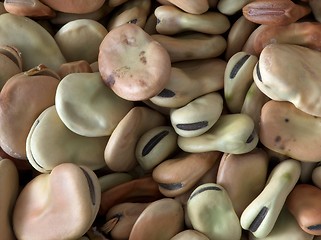 Image showing Broad Beans