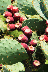 Image showing prickly pear (opuntia)