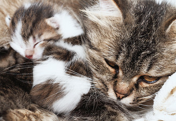 Image showing cat and kitten hugs
