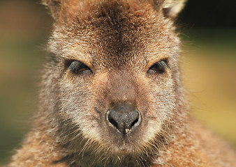 Image showing kangaroo