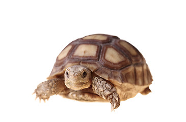 Image showing African Spurred Tortoise (Sulcata)