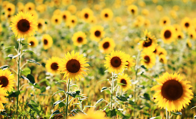 Image showing Sunflowers field