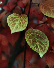 Image showing Bright autumn foliage close up