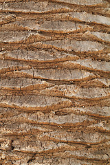 Image showing great palm tree texture