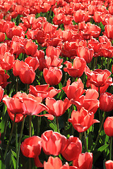 Image showing Red tulip