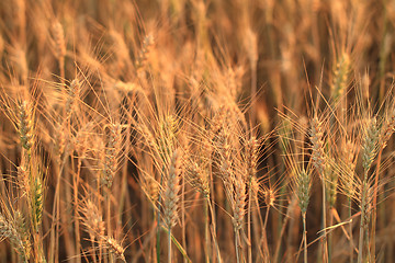 Image showing Fields of wheat