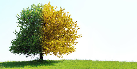 Image showing Tree on green field